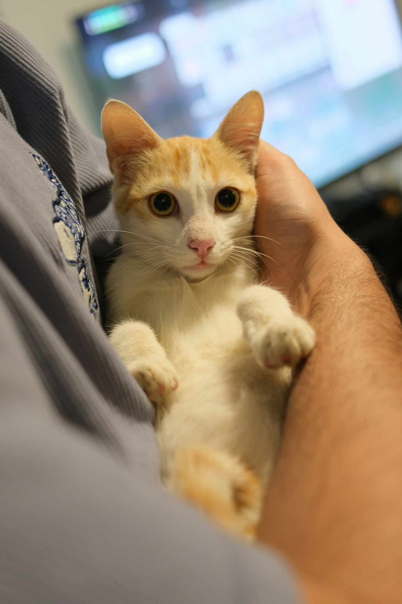 Biscuit (Leo) — reader photo